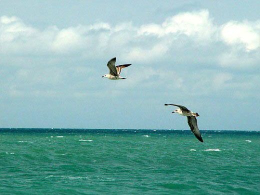 Черному морю помог кризис