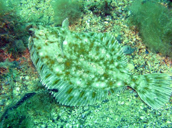 Камбала-одна из популярных рыб Черного моря