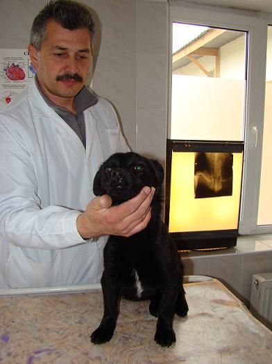 Собачья верность: одесский пес повторил подвиг японского собрата