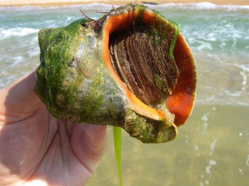 Рапаны уничтожают морские фильтры